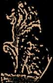 Le�n De Castilla
