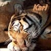 No, i'm not really a tiger ^^ *snore*