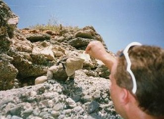 Me feeding one of the huge wild Cuban iguanas !