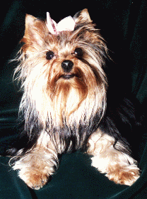 72Dax03.gif (37800 bytes)