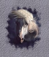 Horse Picture