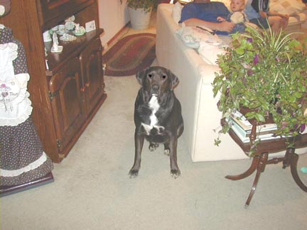 Bruno
