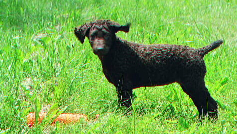 Chip finds a bumper in the grass