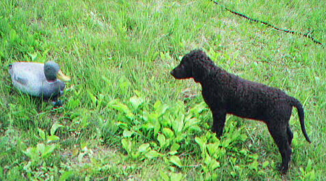chip finds a decoy