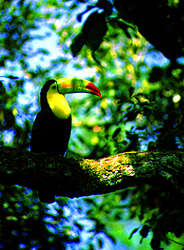 Toucan