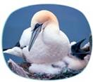 item image: Adopt a Gannet - price includes postage and packaging