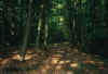 forrest of Sweden - by a friend