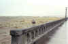 seabird at Seaside - by Rebecca