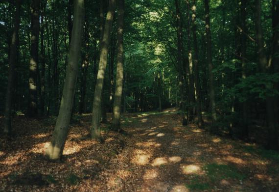 woods in Sweden by Krister