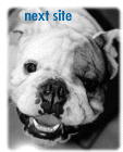 Next Bulldog Lovers
site
