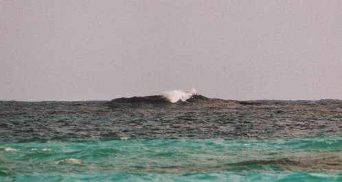 Imagine the horizon covered with these.