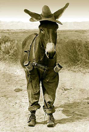 Styles of Donkey - Ye Cheez