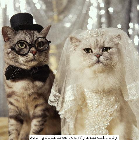 funny pictures