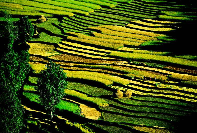 Some fields seen from above
