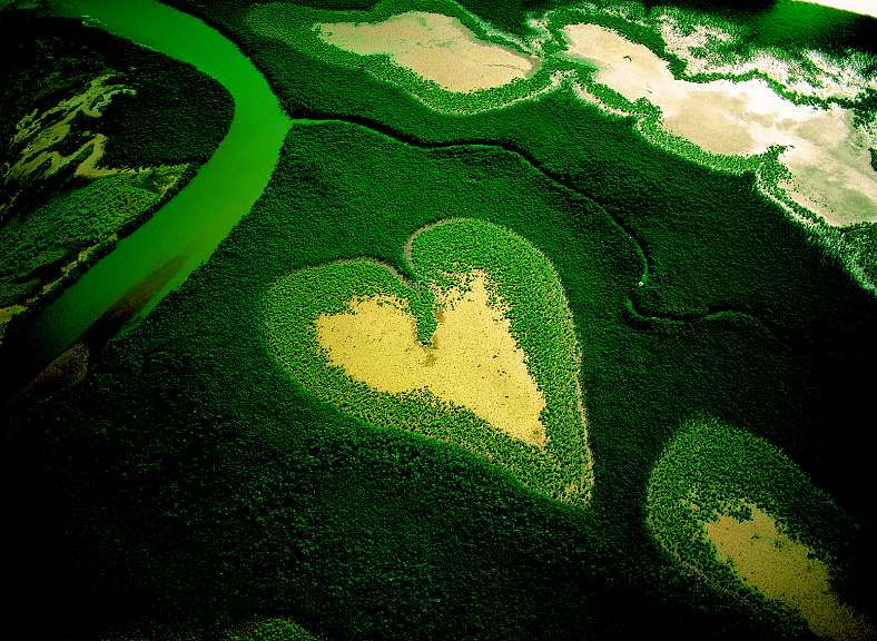 Heart in jungle