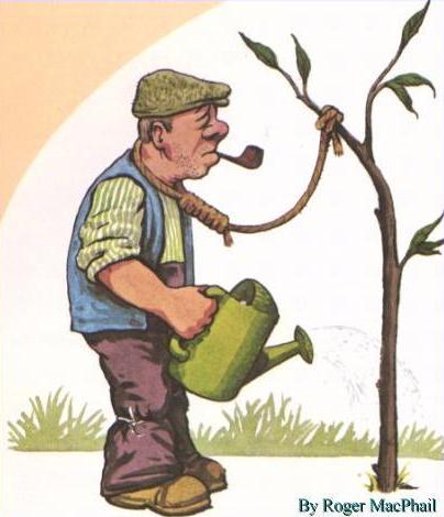 Water Suicide tree so it will b grown