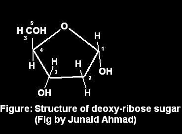 Dexoy-Ribose Sugar