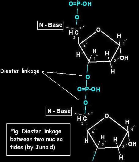 Diester linkage
