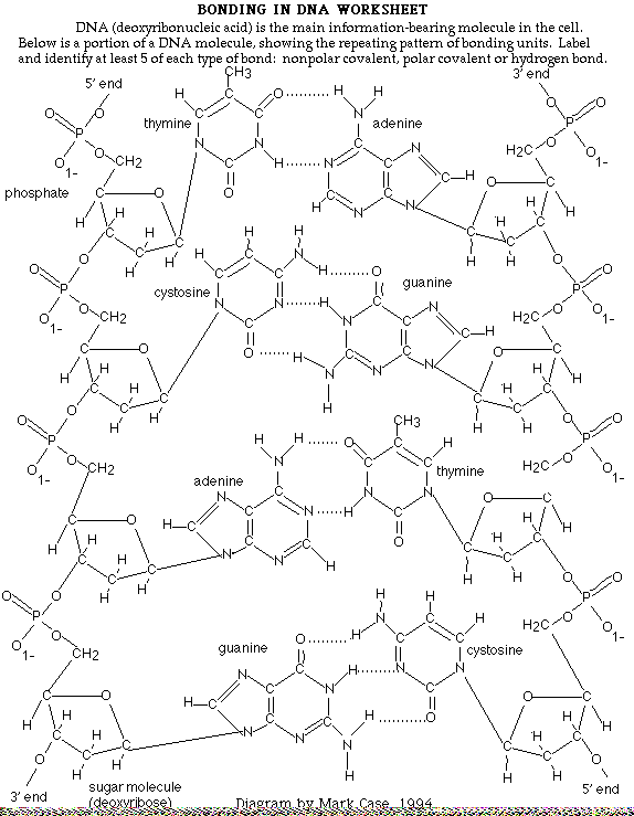 Printables Dna Structure Worksheet pictures structure of dna worksheet pigmu base pairing plustheapp