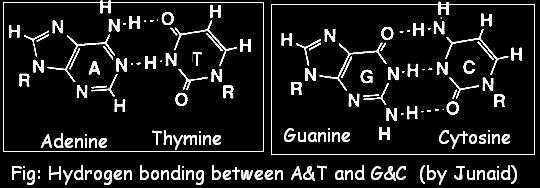 Hydrogen Bonding