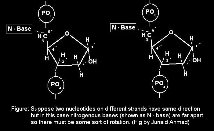 Nitrogenous bases