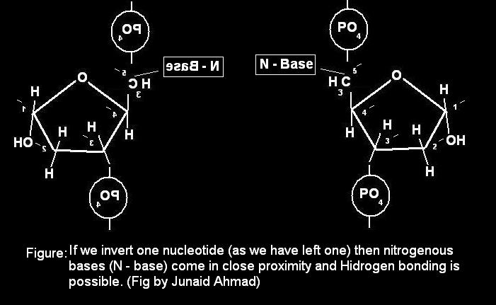 Nitrogenous bases