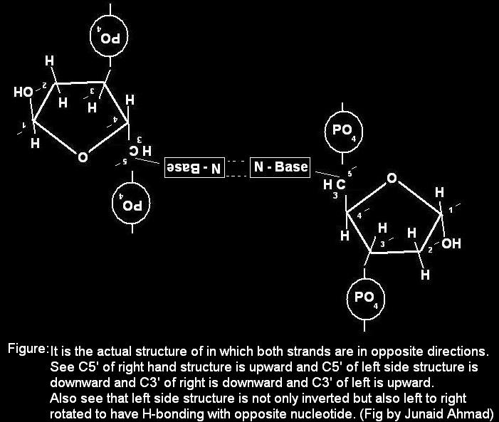 Nitrogenous bases
