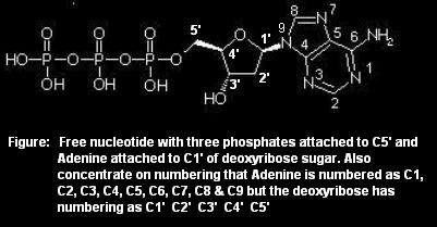 Nucleotide