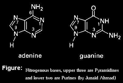 Purines
