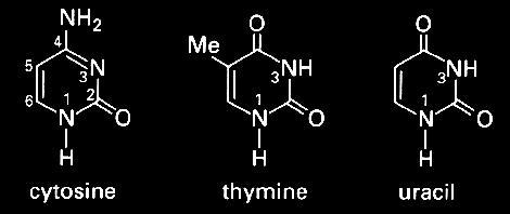 Pyramidines