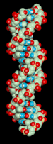 Revolving DNA