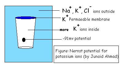 Potassium ions Nernst potential