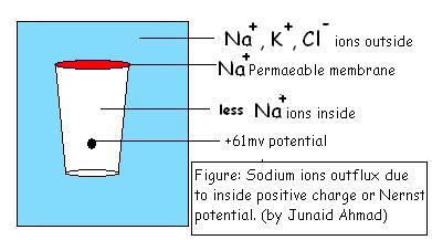 Sodium ions Nernst potential