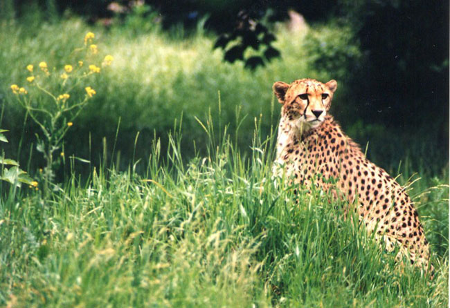 cheetah