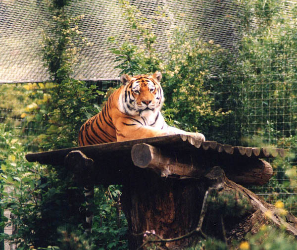tiger