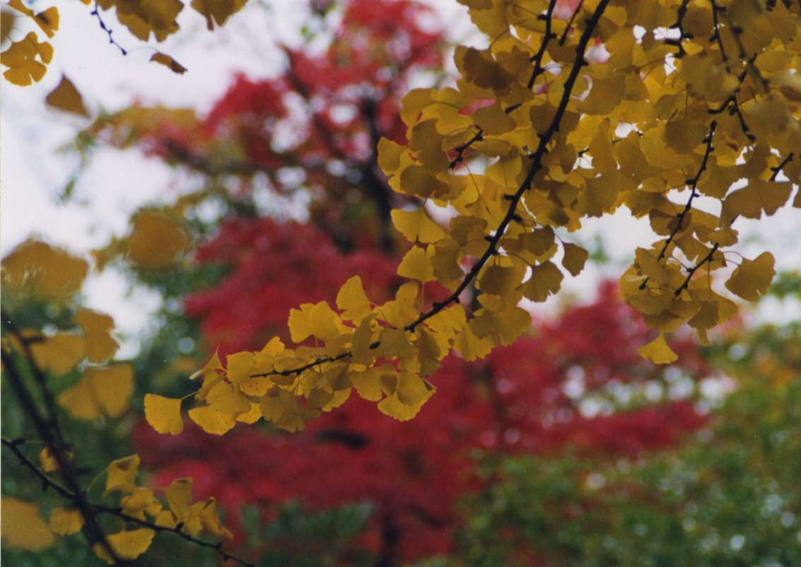 ginkgo02.jpg