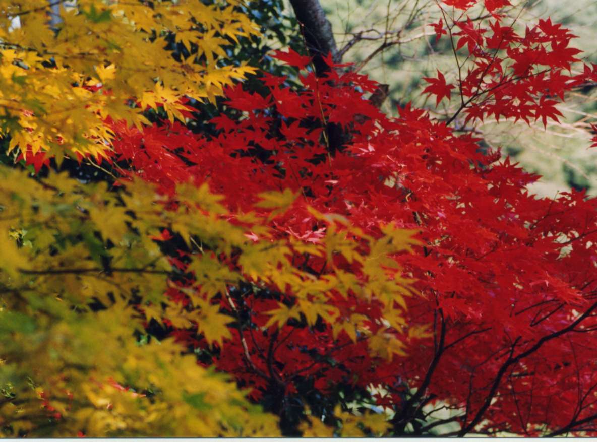 momiji01.jpg