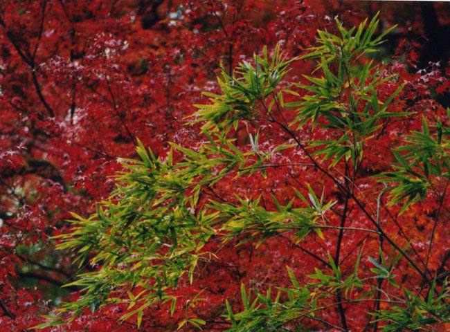 momiji02.jpg