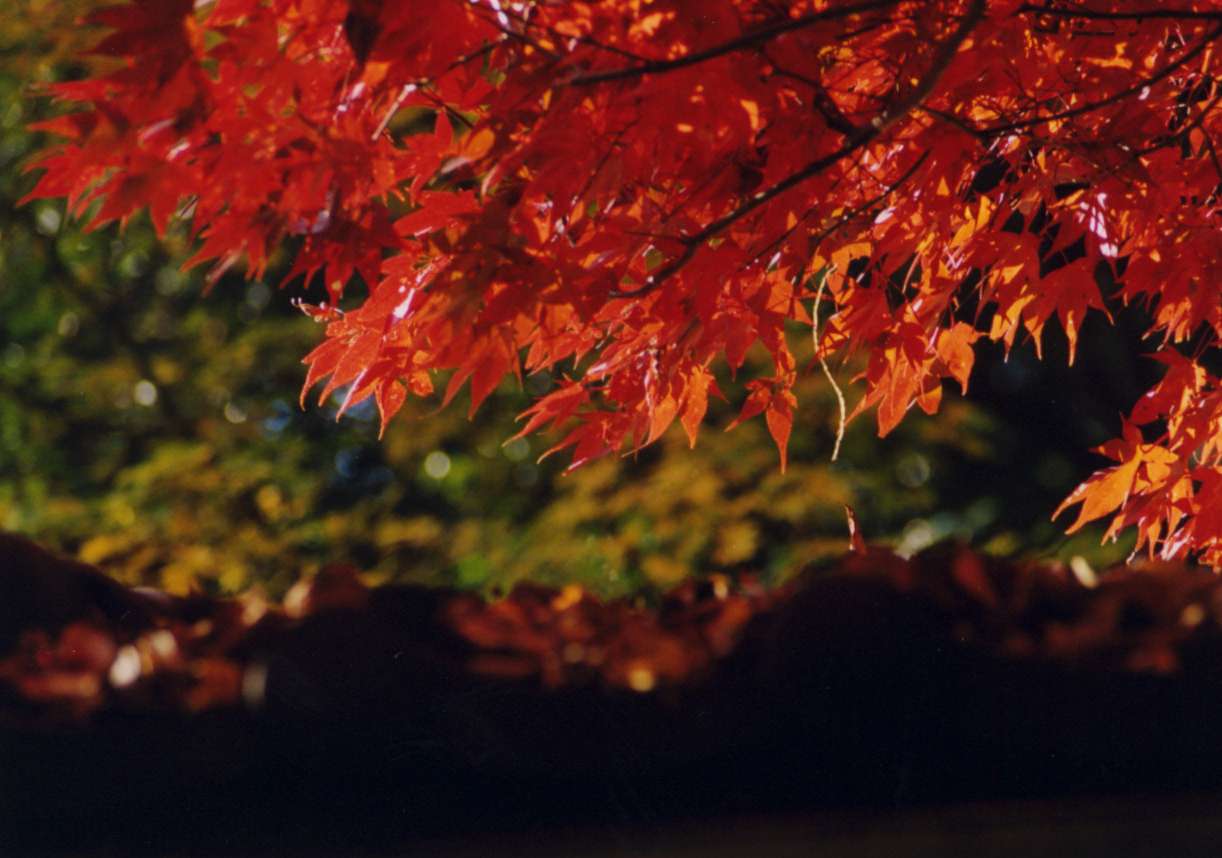 momiji03.jpg