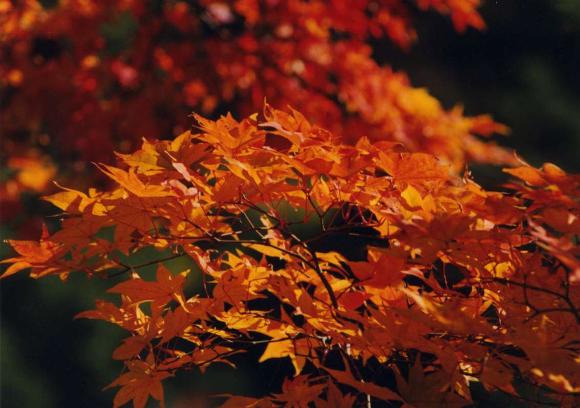 momiji04.jpg