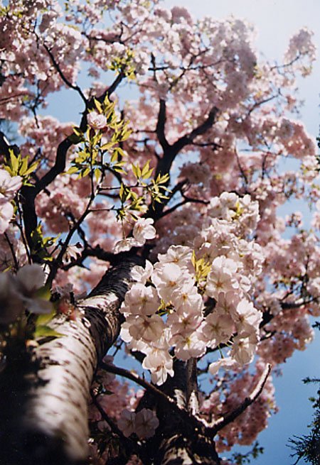 sakura01.jpg