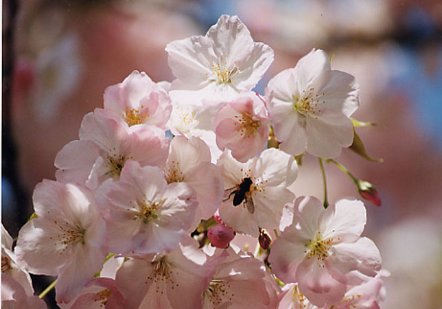 sakura02.jpg