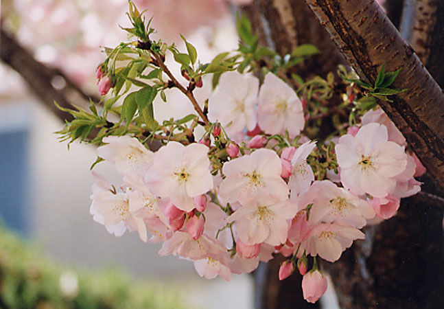 sakura03.jpg