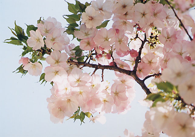sakura04.jpg