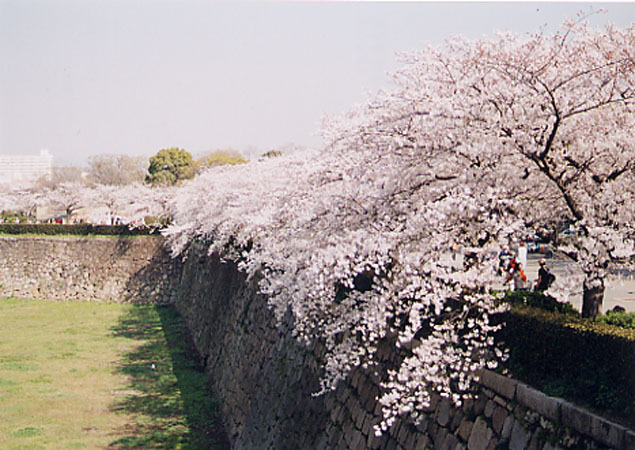 sakura05.jpg