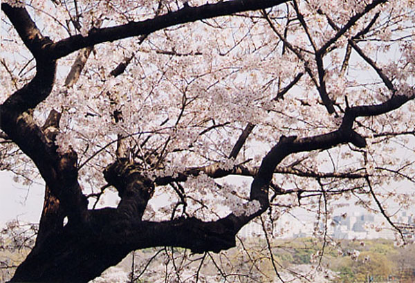 sakura06.jpg