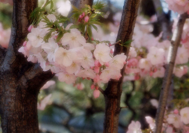 sakura07.jpg