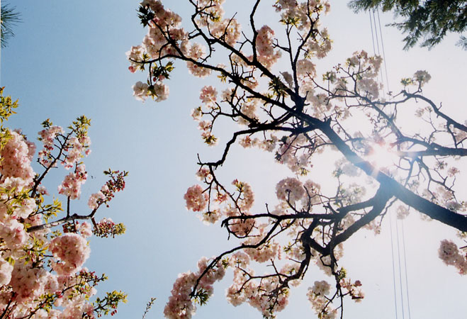 sakura08.jpg