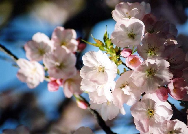 sakura09.jpg