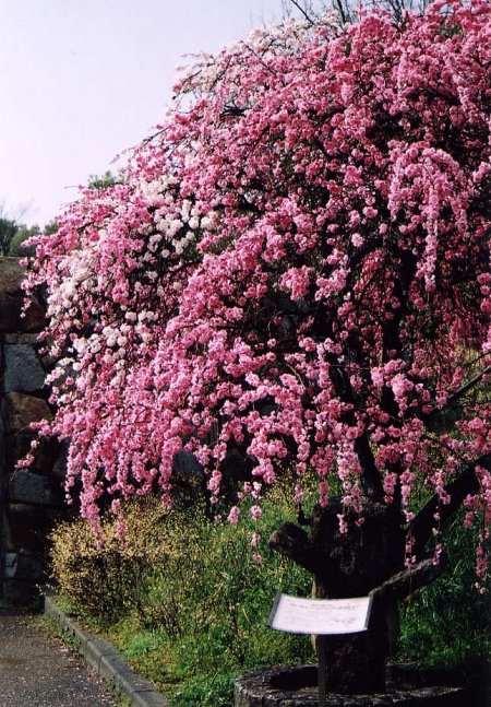 sakura10.jpg